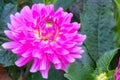 Lilac pink dahlia Melody Lizza